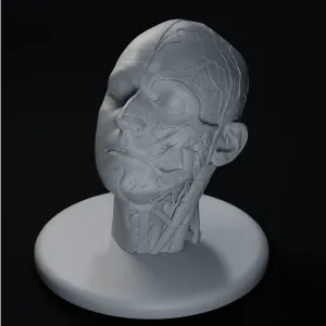 Face anatomy ecorche