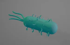 Bacteria