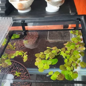Plant - Feeder Ring Clips for Plastic Rimmed Aquariums