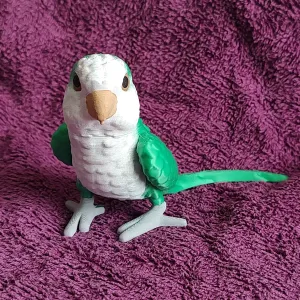 Quaker Parrot