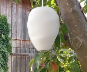 Wasp nest