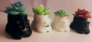 Kitty planter