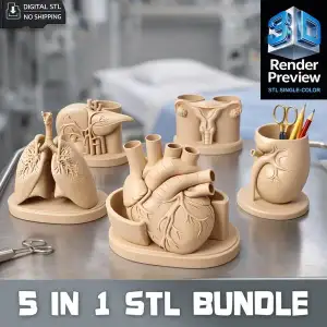 5 in 1 Anatomical Organ Desk Organizer STL Bundle