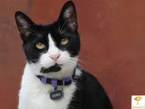Customizable Cat Collar