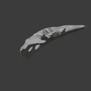 Diplocaulus Skull