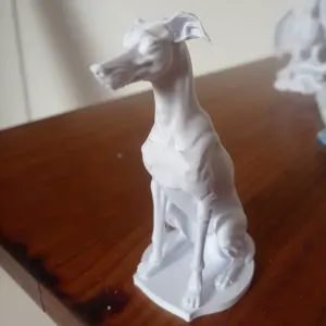 Greyhound - Galgo