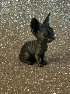 Cute Devon Rex