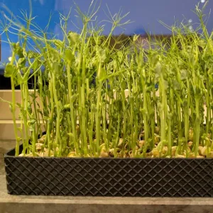 Sprouting tray