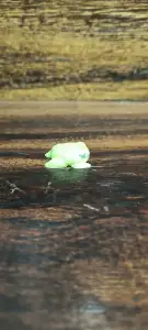 butt frog
