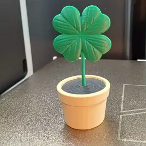 Lucky Four-Leaf Clover Plant