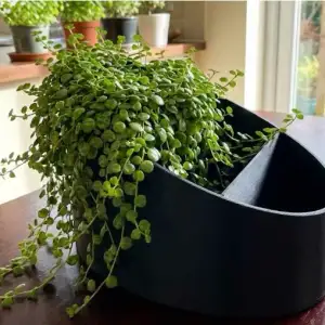 Eclipse Dual Function Planter