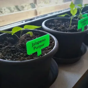 plant label/ Etiqueta plantas