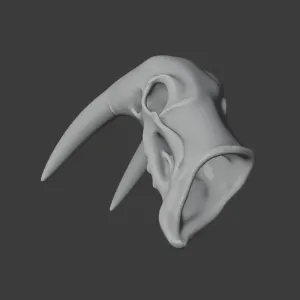 Atlantic Walrus Skull