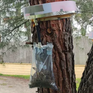 Kit trampa control plaga oruga procesionaria en pinos