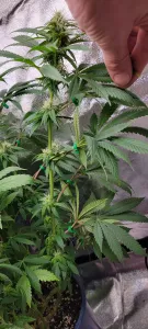 LeafGuide – Expose Bud Sites Without Cutting
