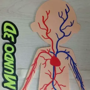 maqueta cuerpo humano, venas y arterias - human body