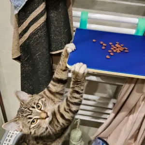 Radiator cat platform/shelf