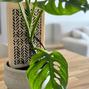 CLIMBIT – Modular Self-Watering Moss Pole System