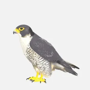 Falcon