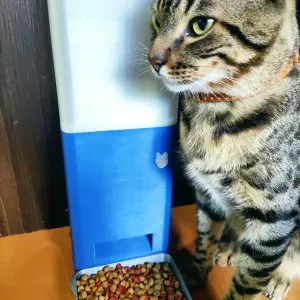Dispensador para mascotas automatico