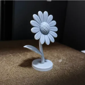 Daisy