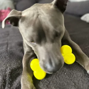 JOUET OS POUR CHIEN