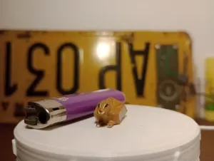 Low Polly Floppa