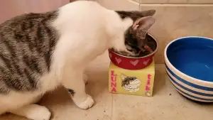 Cat Bowl Stand