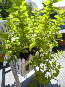 Flower pot (Blumentopf)