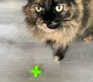 Jacks Toy - Cat Toy - Playful Kitty Kitten Game