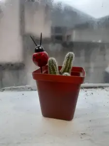 Mini Pot Plant for seedlings