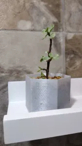 cactus plant pot