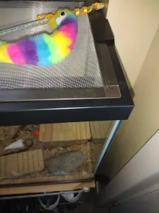 Screen Corner