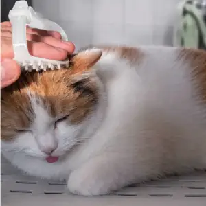 Fell Massage