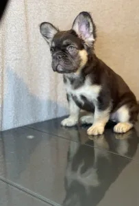 Frenchie Puppy