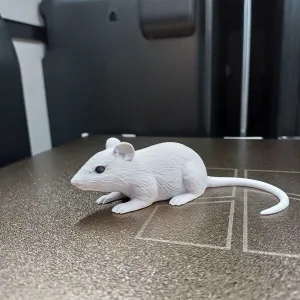 Sneaky Little Mouse