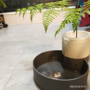 A small-scale water feature with plants