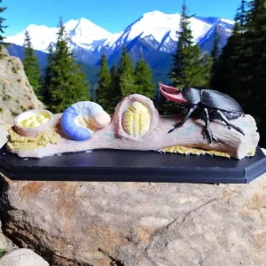 Stag Beetle Life Cycle – Educational Model