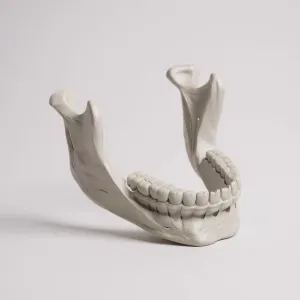 Mandible jaw human anatomy bones