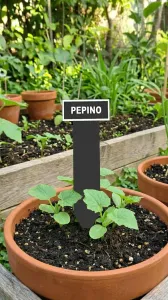 Cartel planta pepino