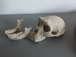 Sahelanthropus tchadensis Skull - Educational Model 🦴💀