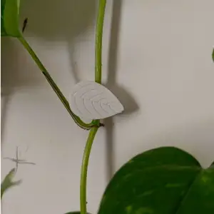 wall clipper for plants