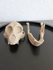 Aegyptopithecus zeuxis Skull - Educational Model 🦴💀