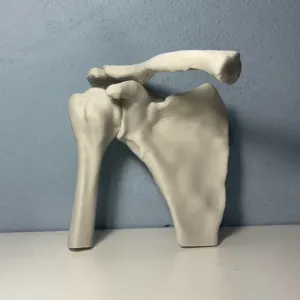 Shoulder anatomy (from CT SCAN)