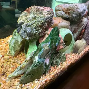 Aquarium Fish Cave