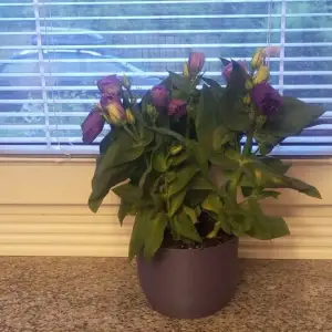 Flower Pot Cover – Solution for Nursery Pots