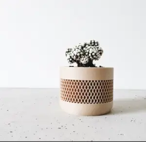 plante en pot Aztec