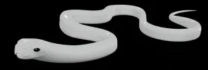 snake