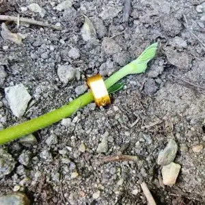 Strawberry runner pincher
