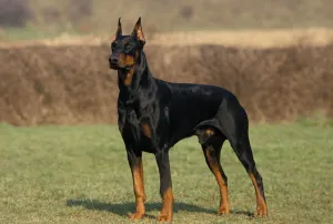 Doberman